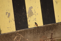 Phoenicurus auroreus