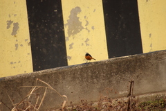 Phoenicurus auroreus