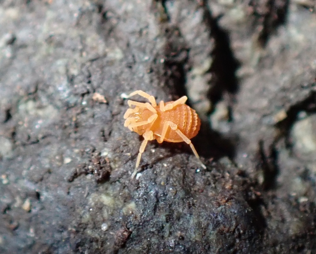 Calicina morroensis
