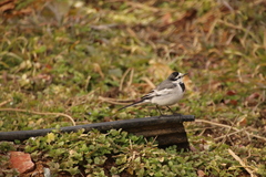 Motacilla alba lugens