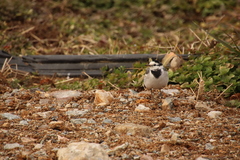 Motacilla alba lugens