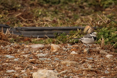 Motacilla alba lugens