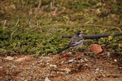 Motacilla alba lugens