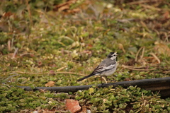 Motacilla alba lugens