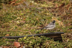 Motacilla alba lugens