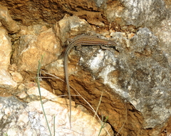 Podarcis melisellensis