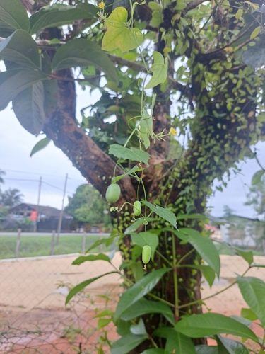 creeping cucumber