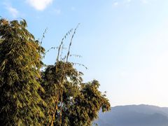 Dendrocalamus giganteus