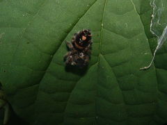 Phidippus bidentatus
