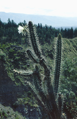 Harrisia tetracantha