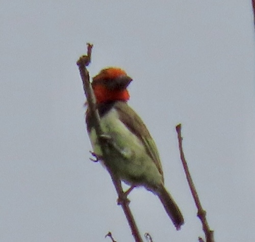 Black-collared Barbet