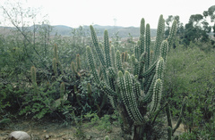 Harrisia tetracantha