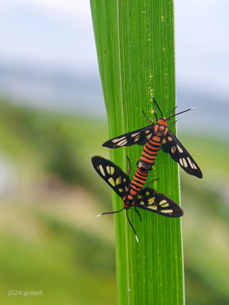 Amata huebneri (Amata huebneri)