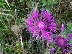 Centaurea polyacantha