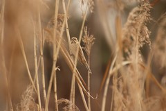 Emberiza schoeniclus