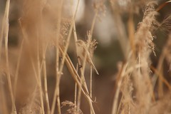 Emberiza schoeniclus