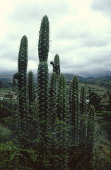 Harrisia tetracantha