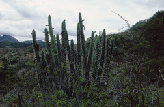 Harrisia tetracantha