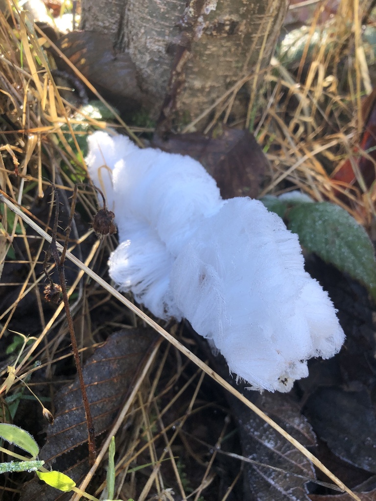 Exidiopsis effusa · December 2025 · photo: © mattyd112 (iNaturalist, cc-by)