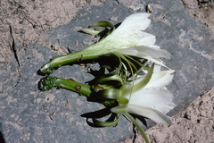 Harrisia tetracantha