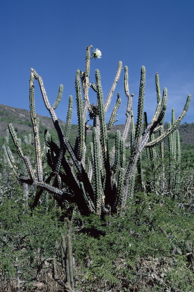 Harrisia tetracantha