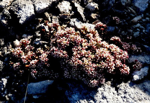 Poranthera alpina, 2025-12-28