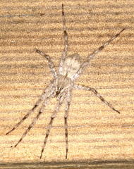 Ornodolomedes