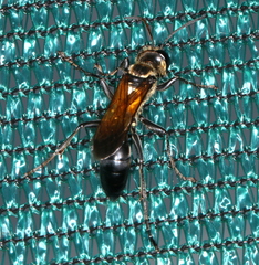 Sphecini