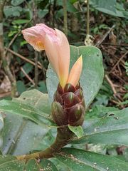 Costus acreanus