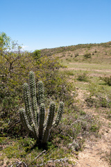 Harrisia tetracantha