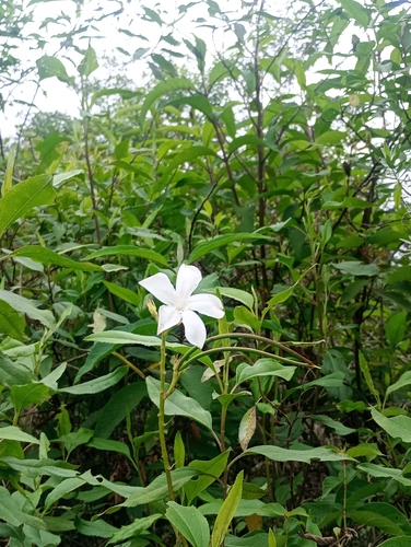 Mandevilla laxa, photograph 5