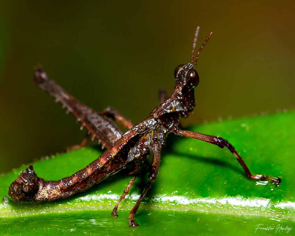 Antillacris