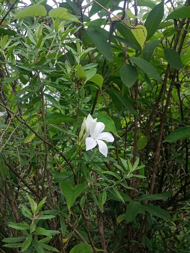 Mandevilla laxa, photograph 6