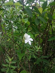 Mandevilla laxa, photograph (c) Luis Martin Stivanello, some rights reserved (CC BY)