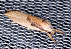 Pilostibes basivitta