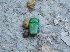 Diphyllomorpha olivacea