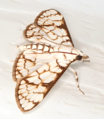 Aphytoceros lucusalis