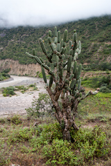 Harrisia tetracantha