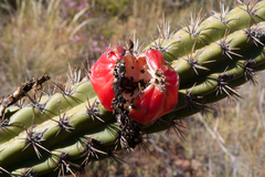 Harrisia tetracantha