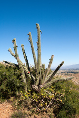 Harrisia tetracantha