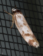 Palimmeces variegata