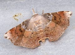 Esthlodora versicolor