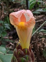 Costus acreanus