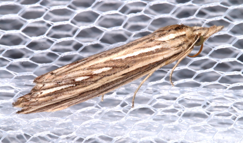 Meyrickella ruptellus Walker, 1863