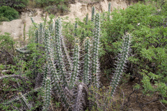 Harrisia tetracantha