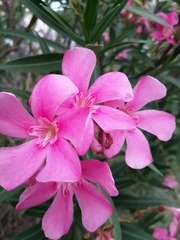 Nerium oleander