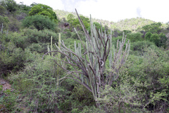 Harrisia tetracantha