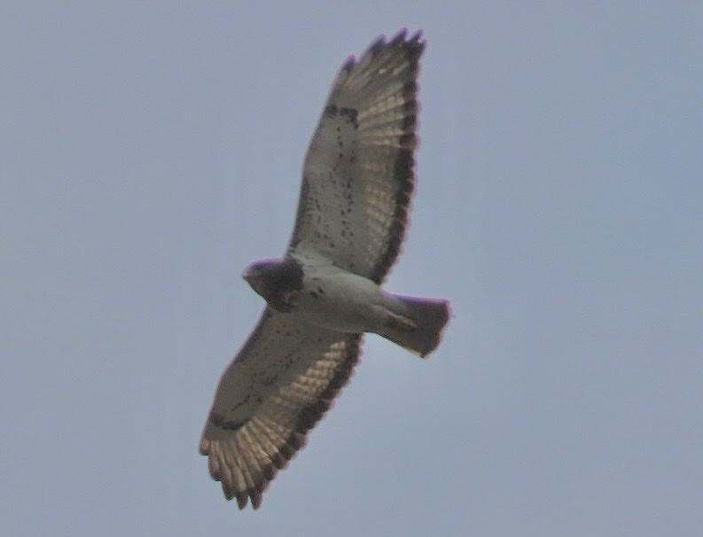 Red-necked Buzzard (Buteo auguralis), photo 9