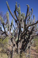 Harrisia tetracantha