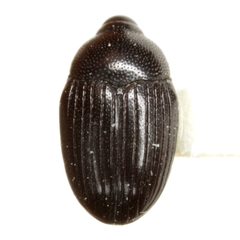 Stethobaris incompta